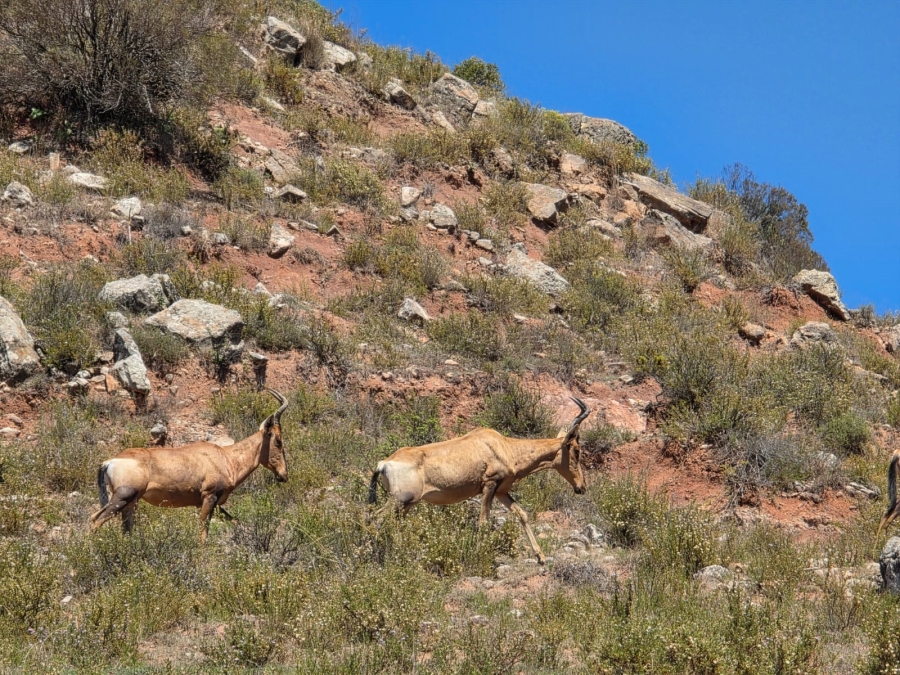 8 Bedroom Property for Sale in Bethlehem Rural Free State